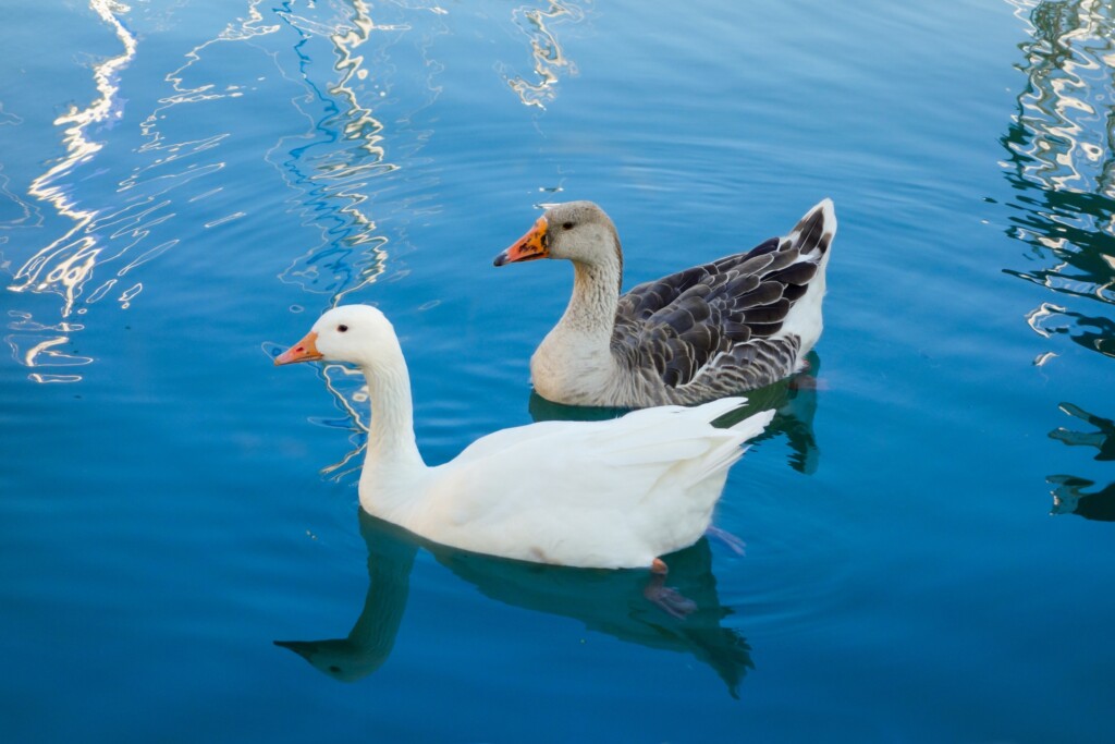 Pilgrim Geese