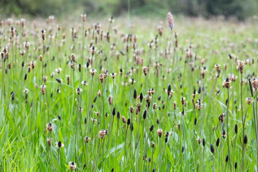 Flowers of narrowleaf plantain.  It can be really prolific once established!