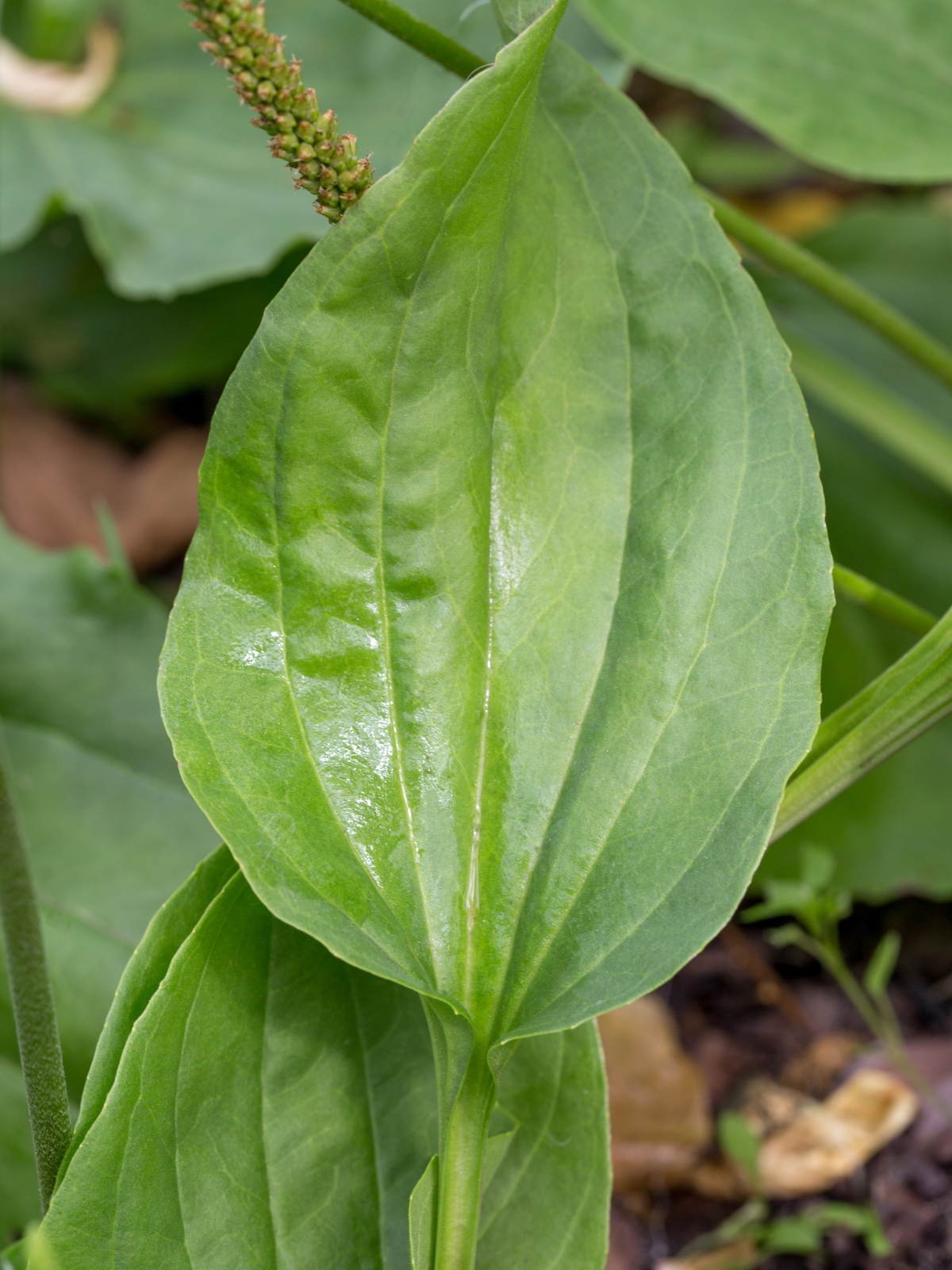 Plantain Leaf