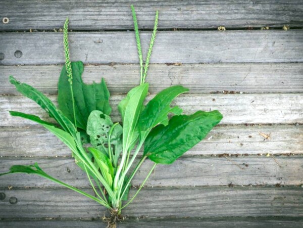 plantain uses