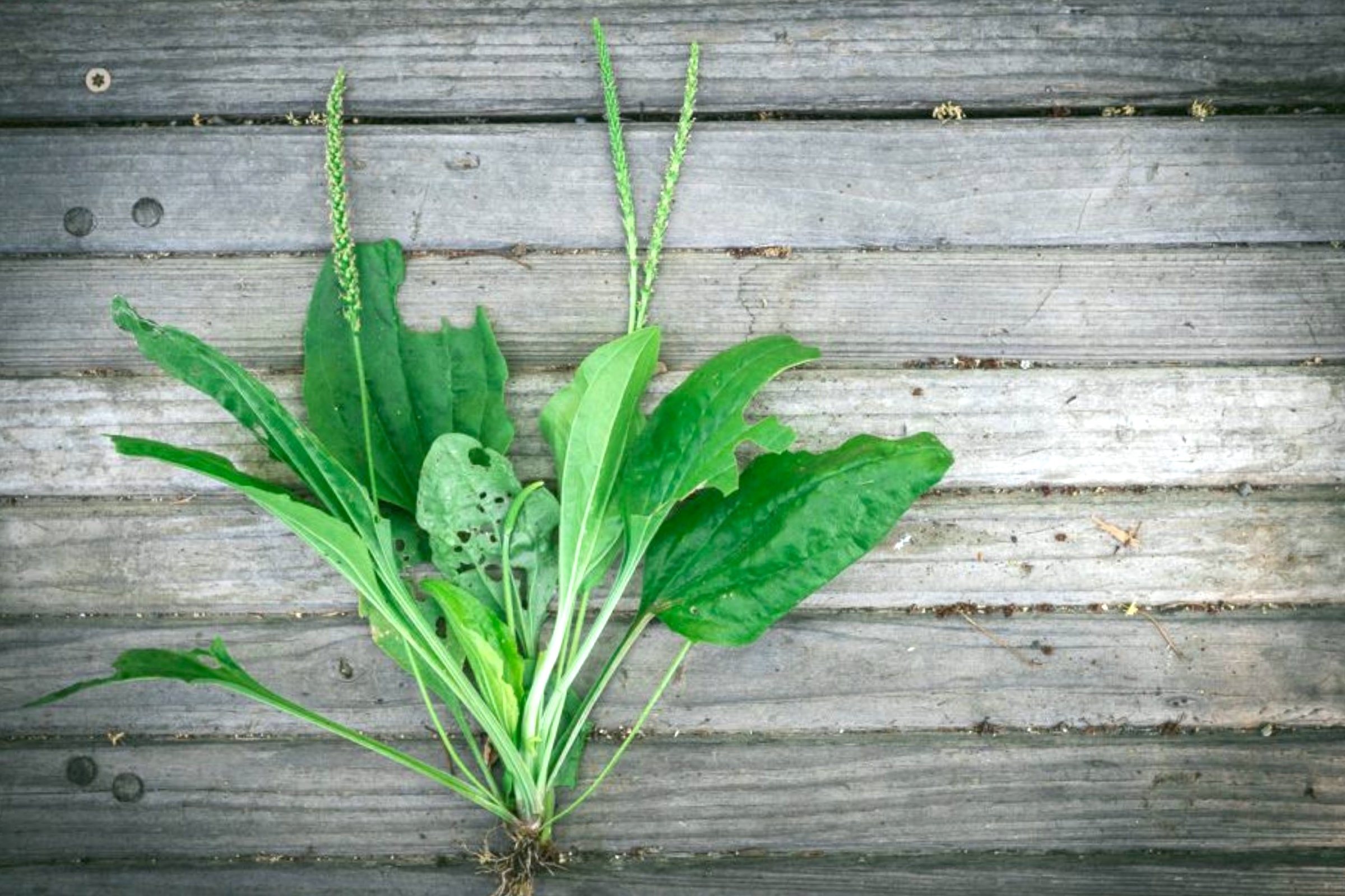 plantain uses
