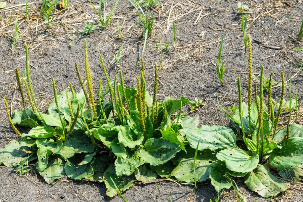 Plantain in Abused Soil