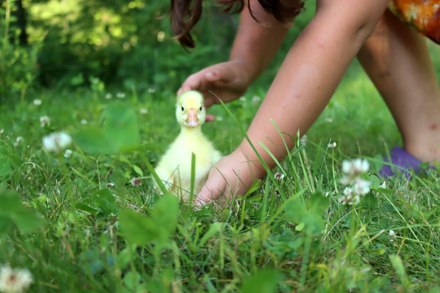 Playing with Baby Geese