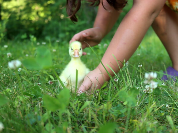 Playing with Baby Geese