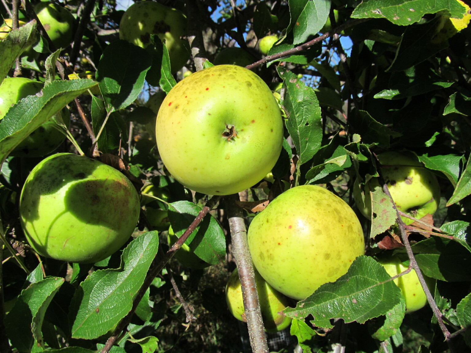 Ripe Newton Pippin Apples
