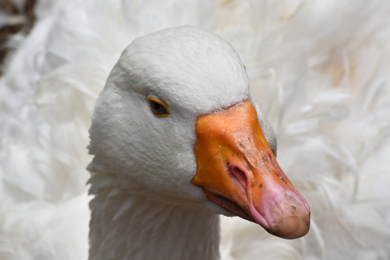 Sebastopol goose