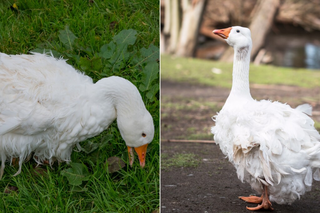 Sebastopol goose