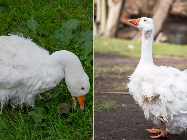 Sebastopol goose
