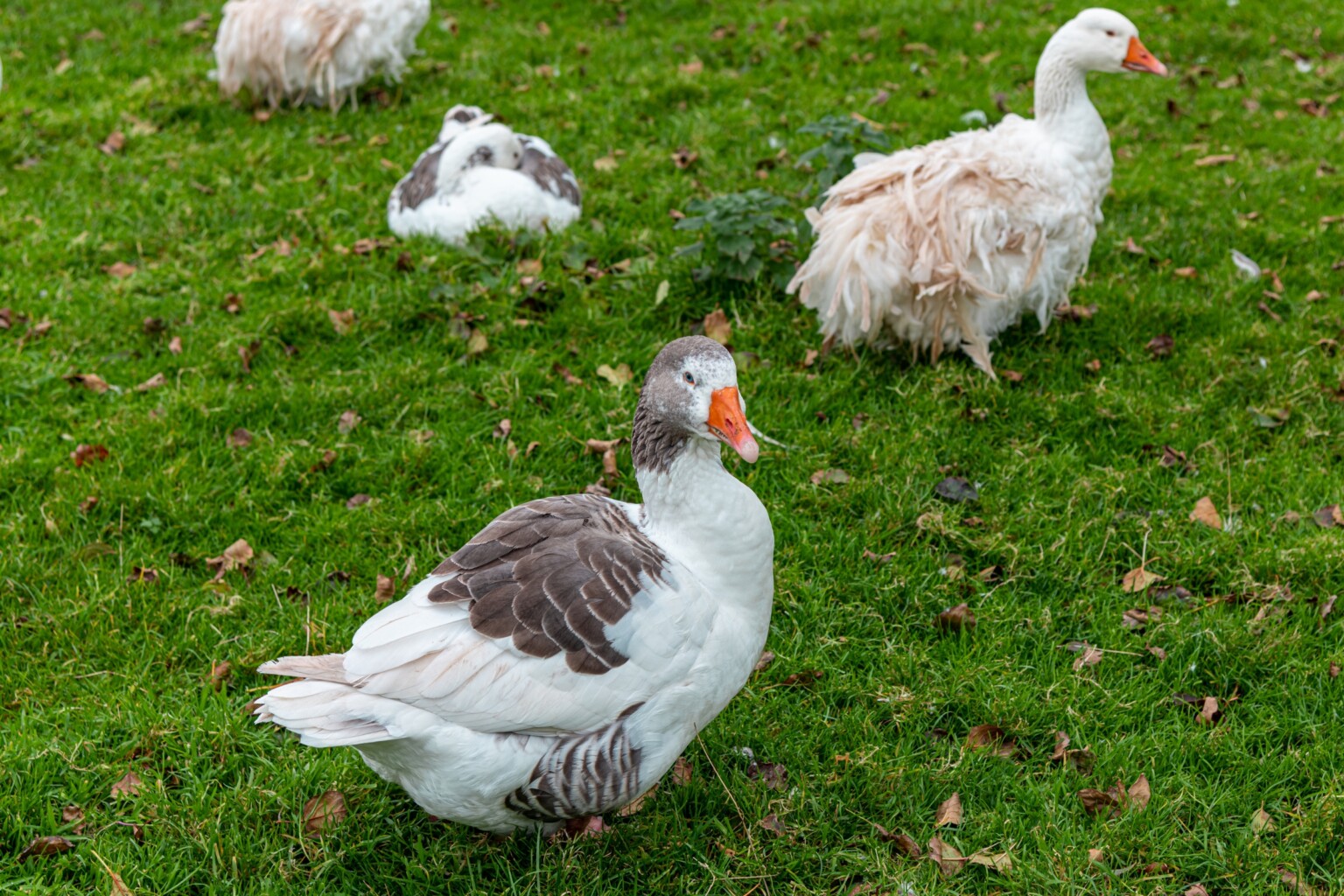 Sebastopol goose and West of England Goose in a mixed flock