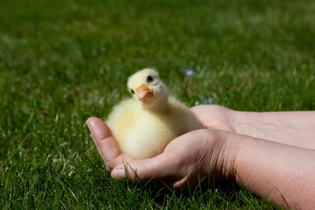 Sebastopol gosling