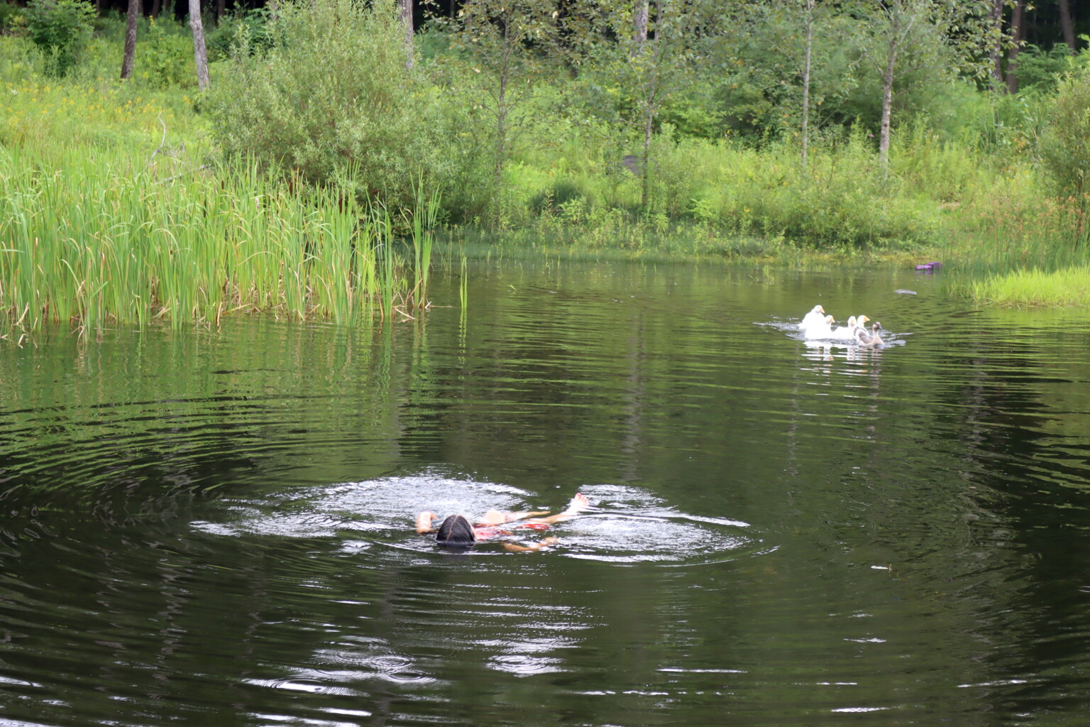 Swimming with geese