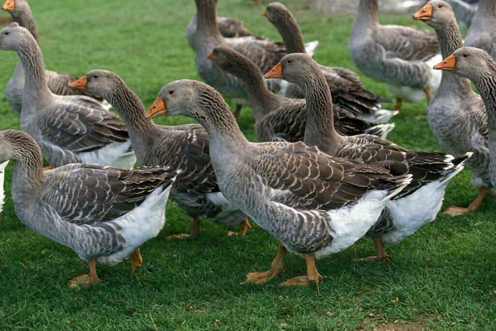 Toulouse Goose