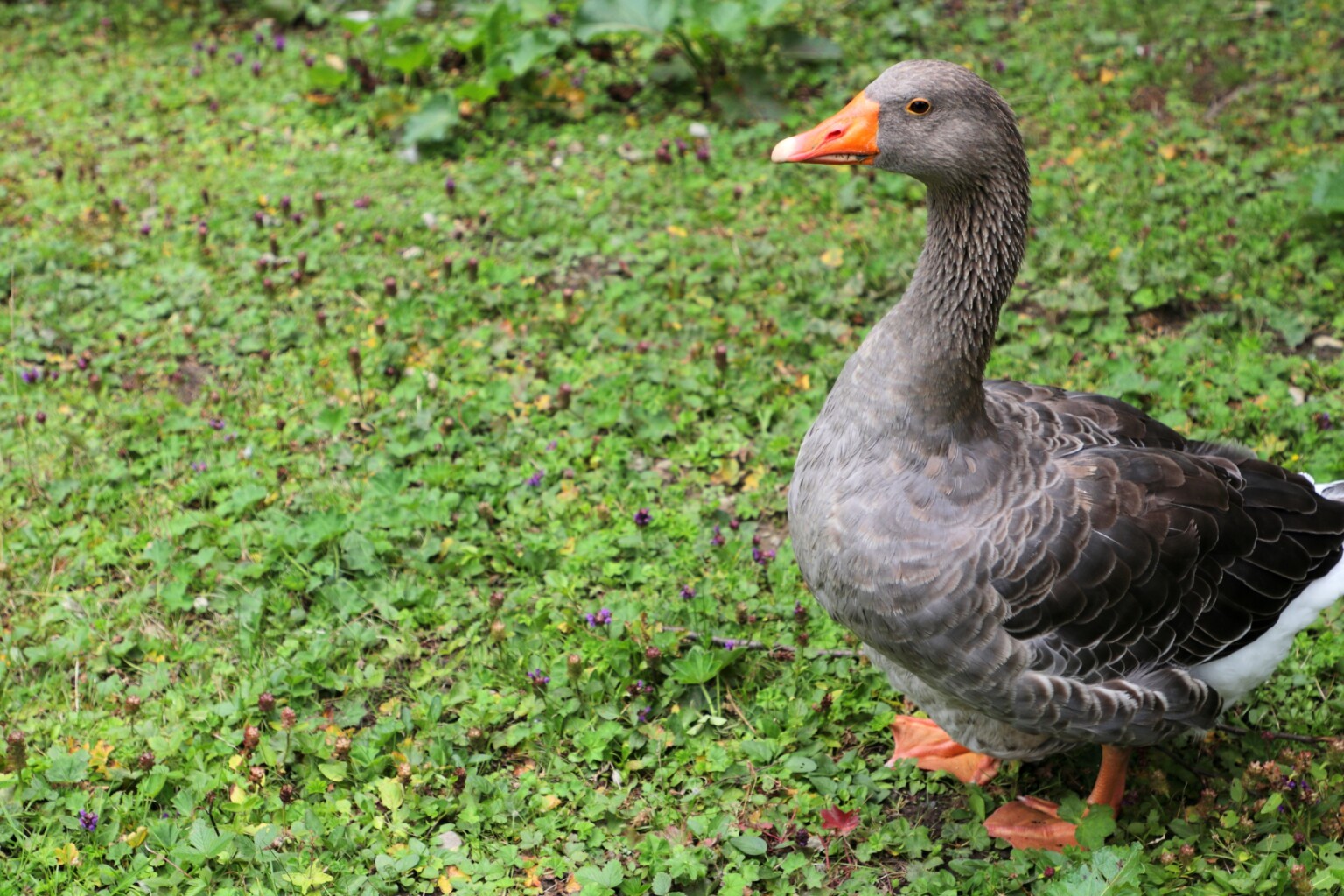 Toulouse Goose