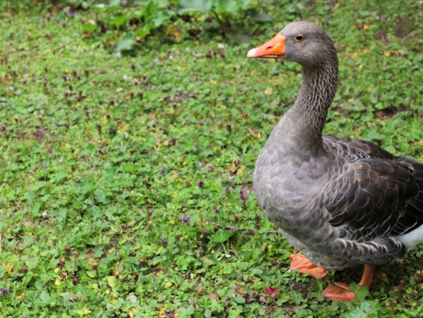 Toulouse Goose