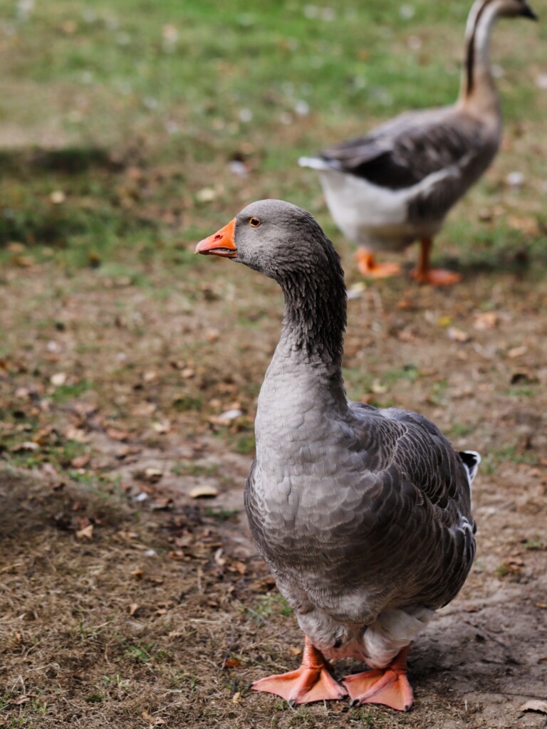 Toulouse Goose