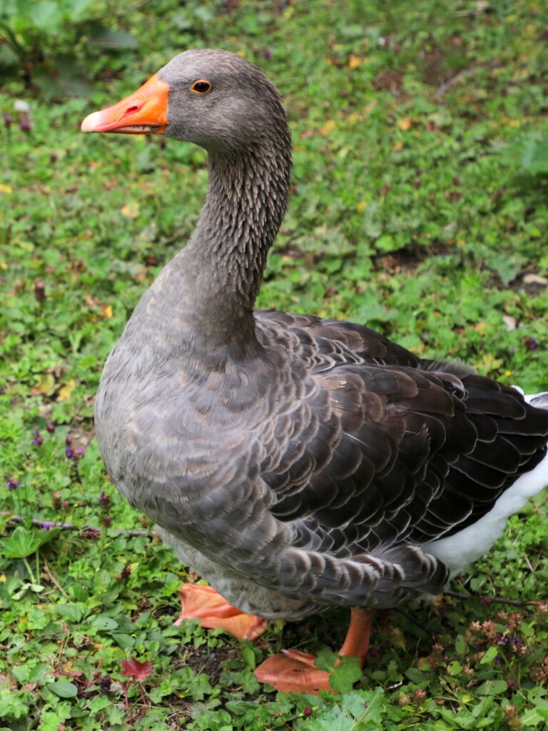 Toulouse Goose
