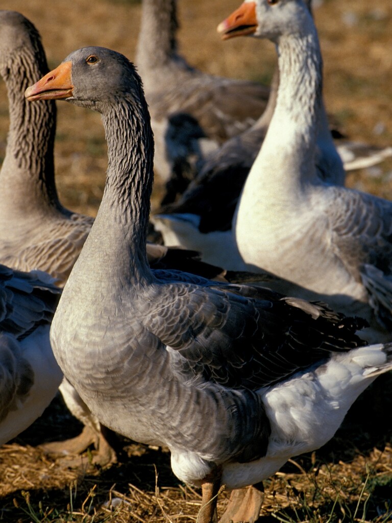 Toulouse Goose