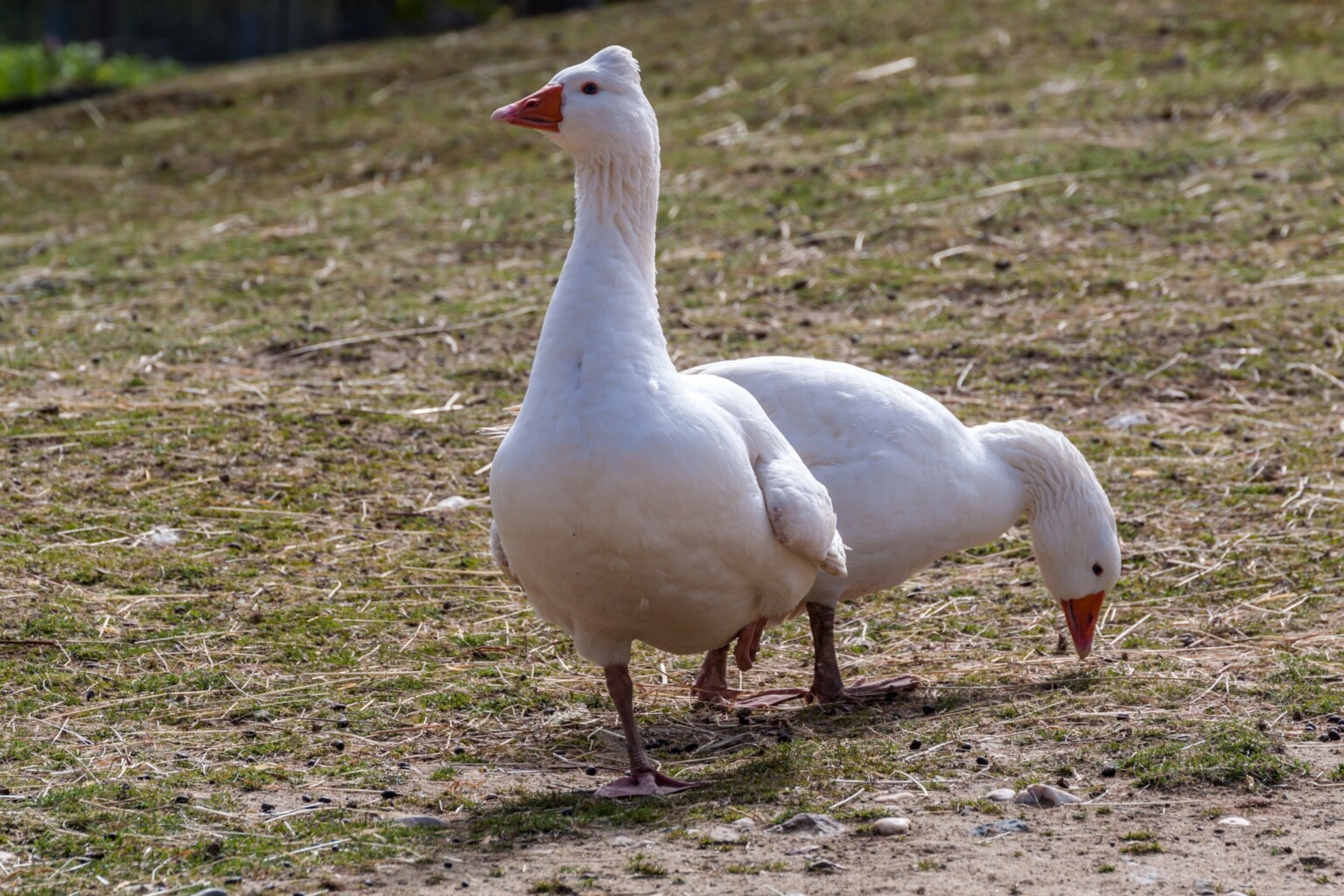 Tufted Roman Geese