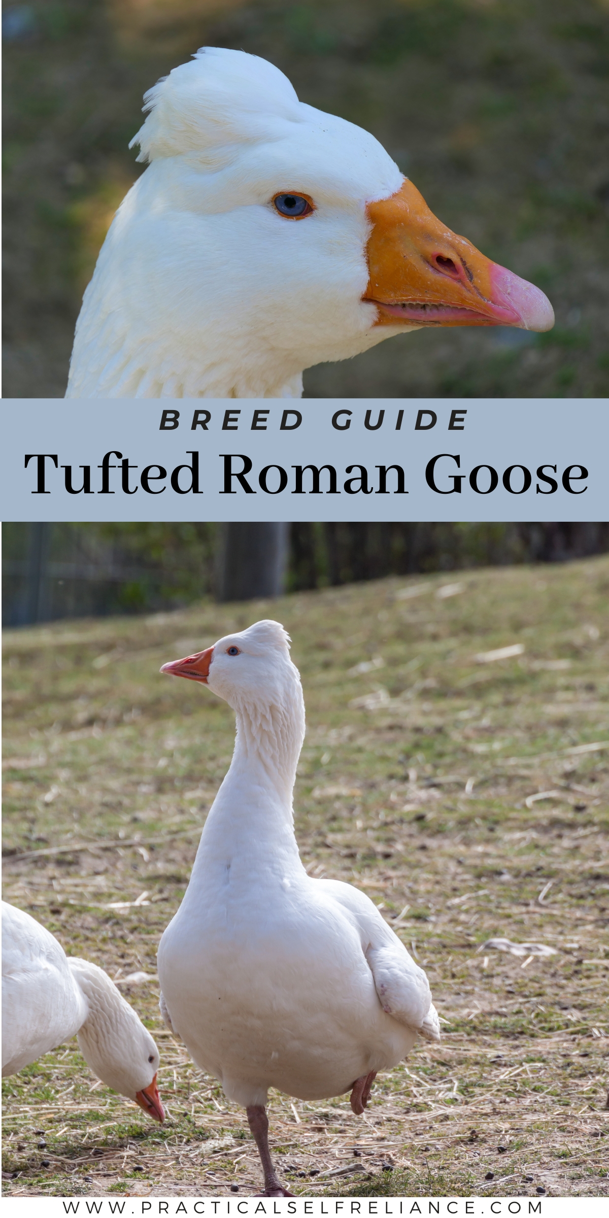 Tufted Roman Geese Breed Guide