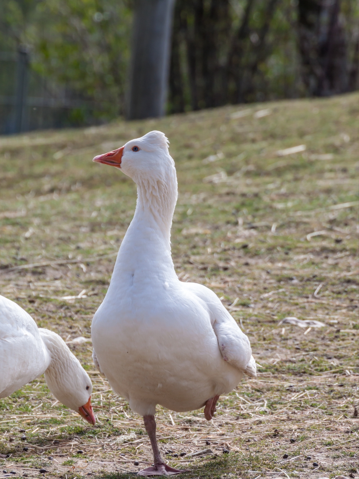 Tufted Roman Geese