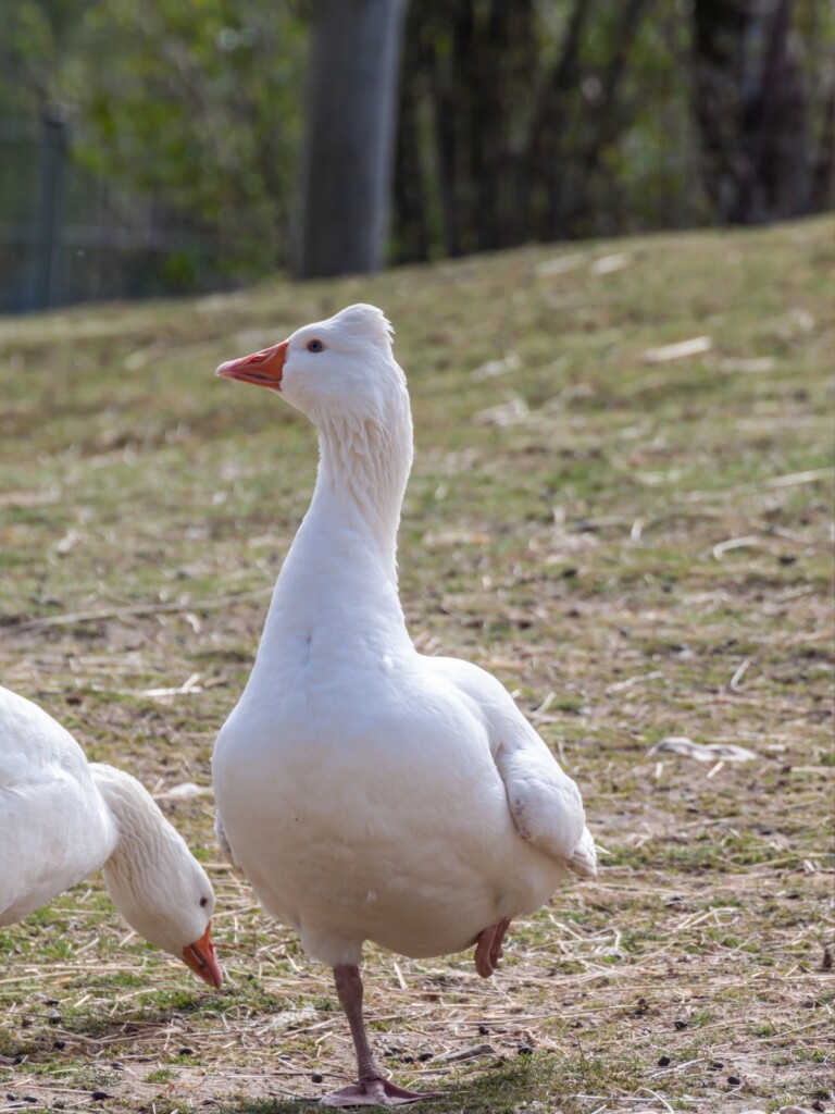 Tufted Roman Goose