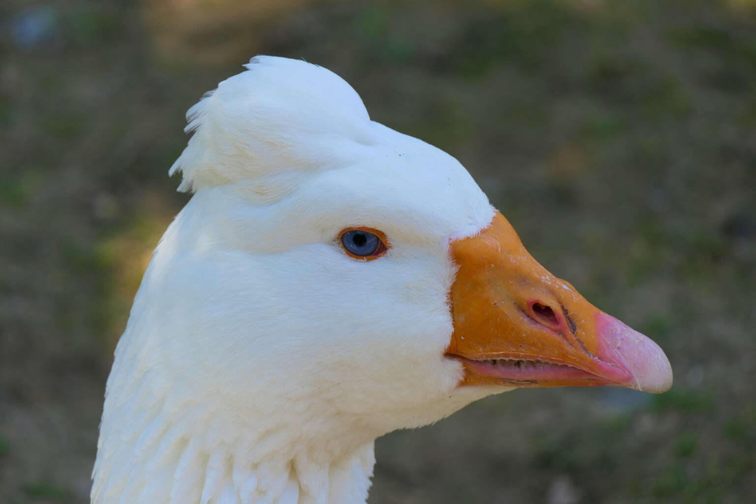 Tufted Roman Goose