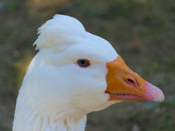 Tufted Roman Goose