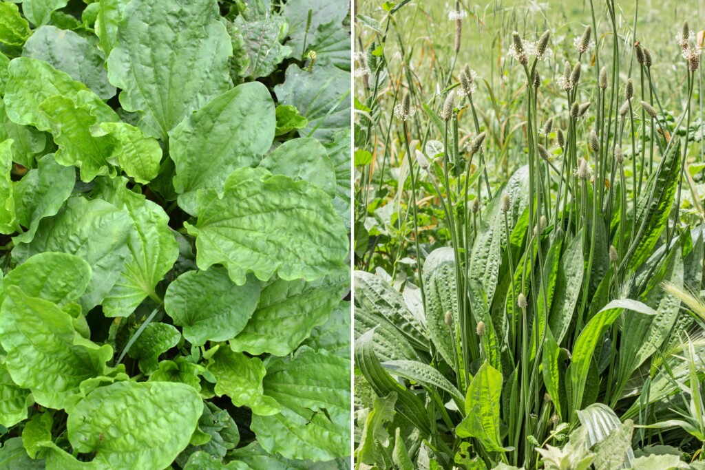 Types of Plantain