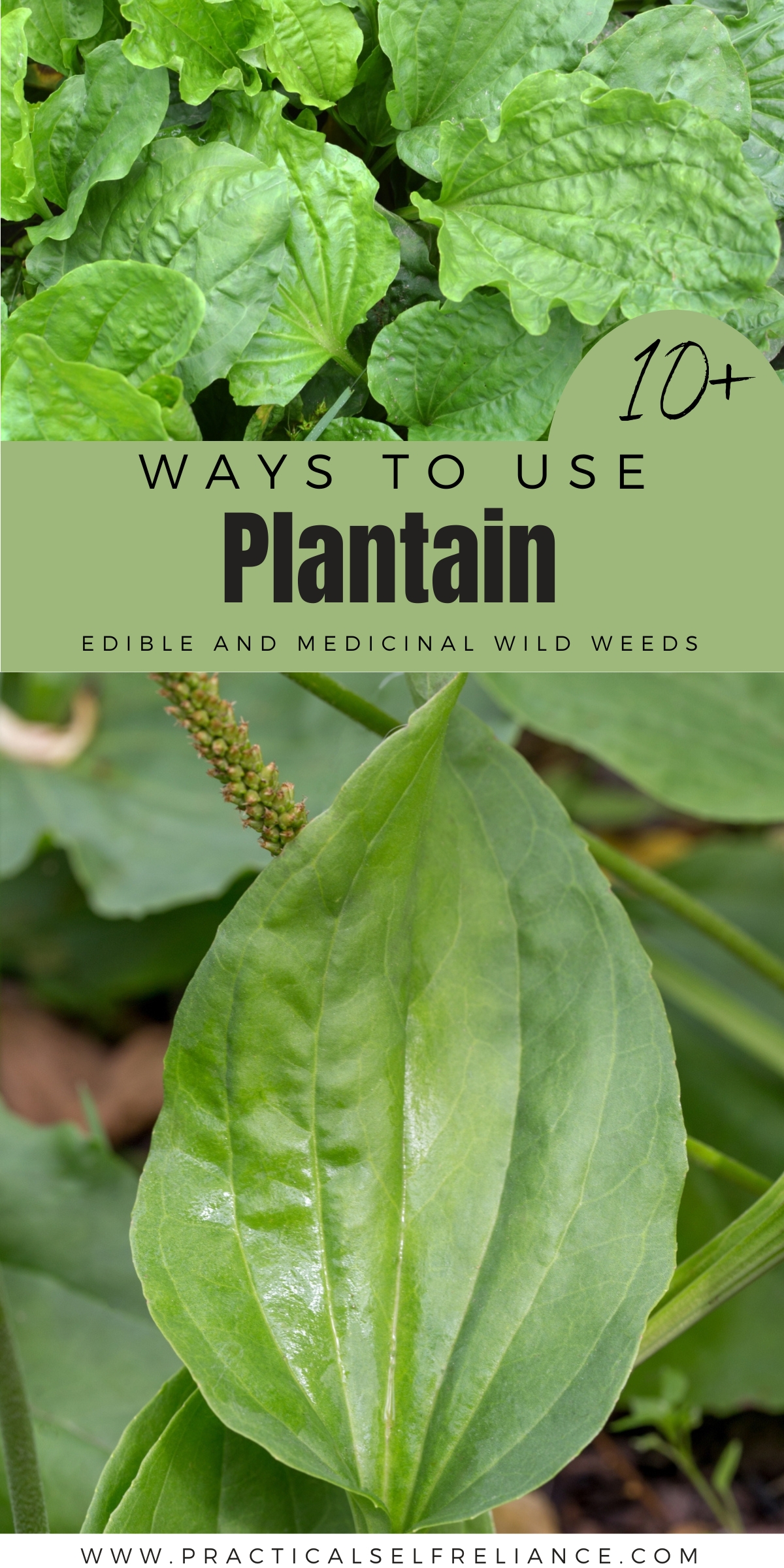 Ways to Use Plantain