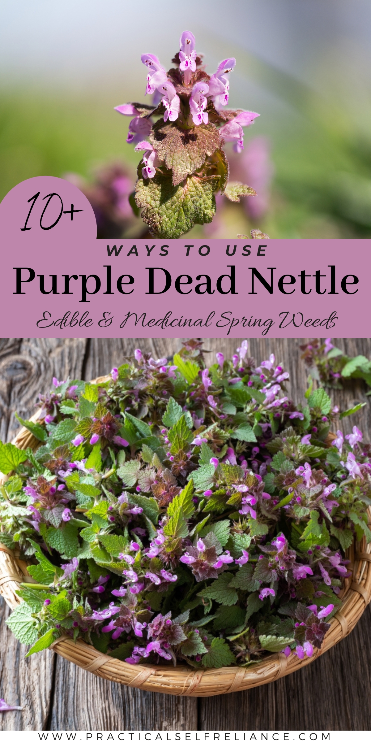 Ways to Use Purple Dead Nettle
