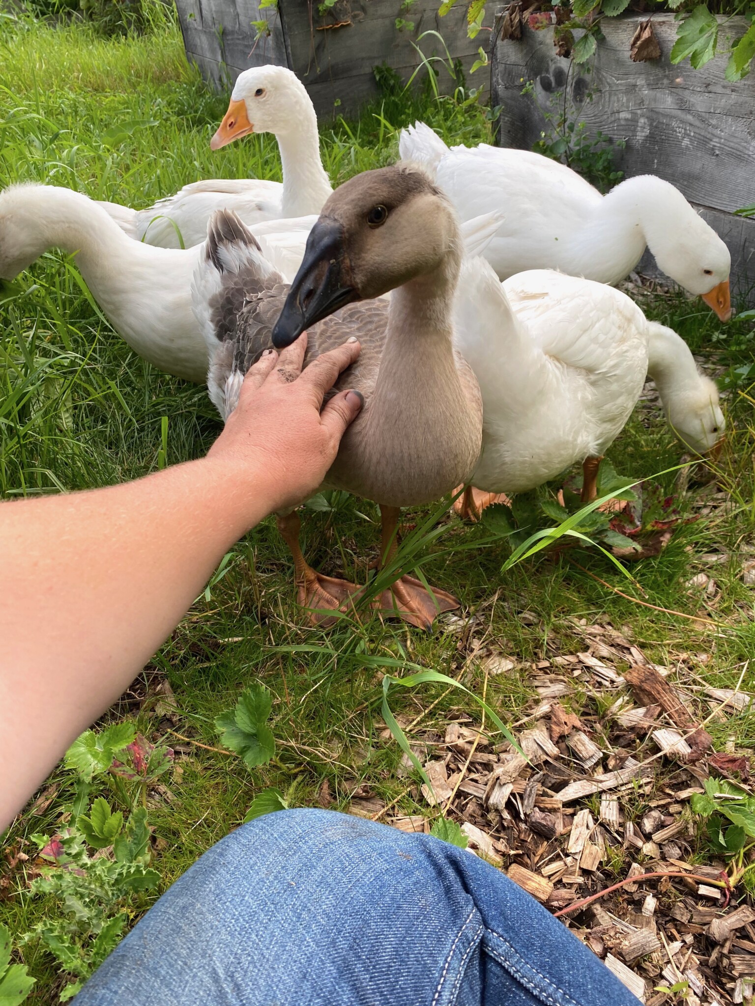 Our weeder geese hanging out with me in the garden.  My hand is all muddy from weeding, but they're still coming in for snuggles and helping with the grass.