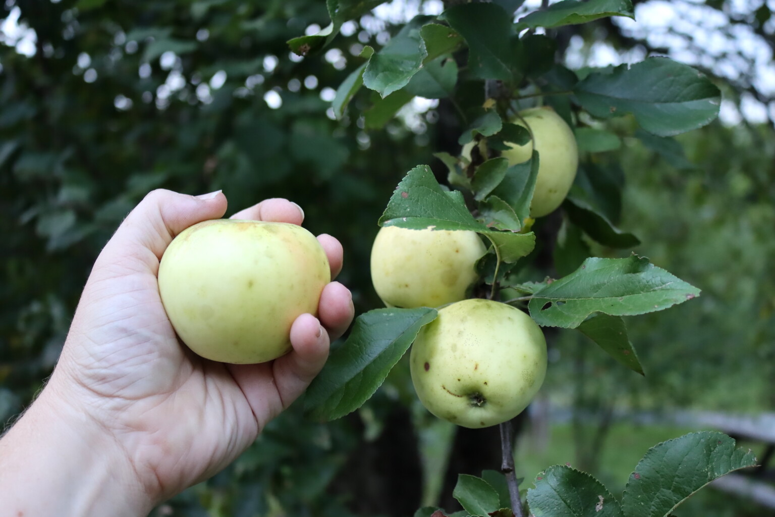 Yellow Transparent Apple