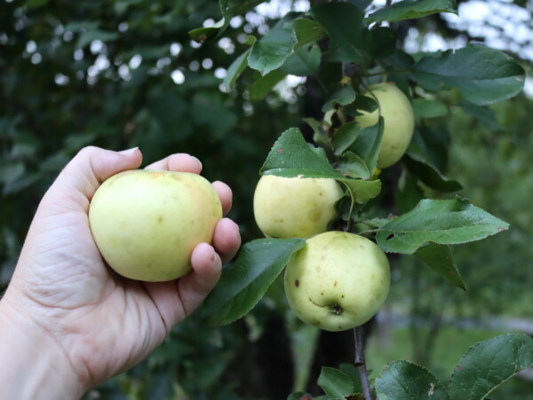 Yellow Transparent Apple