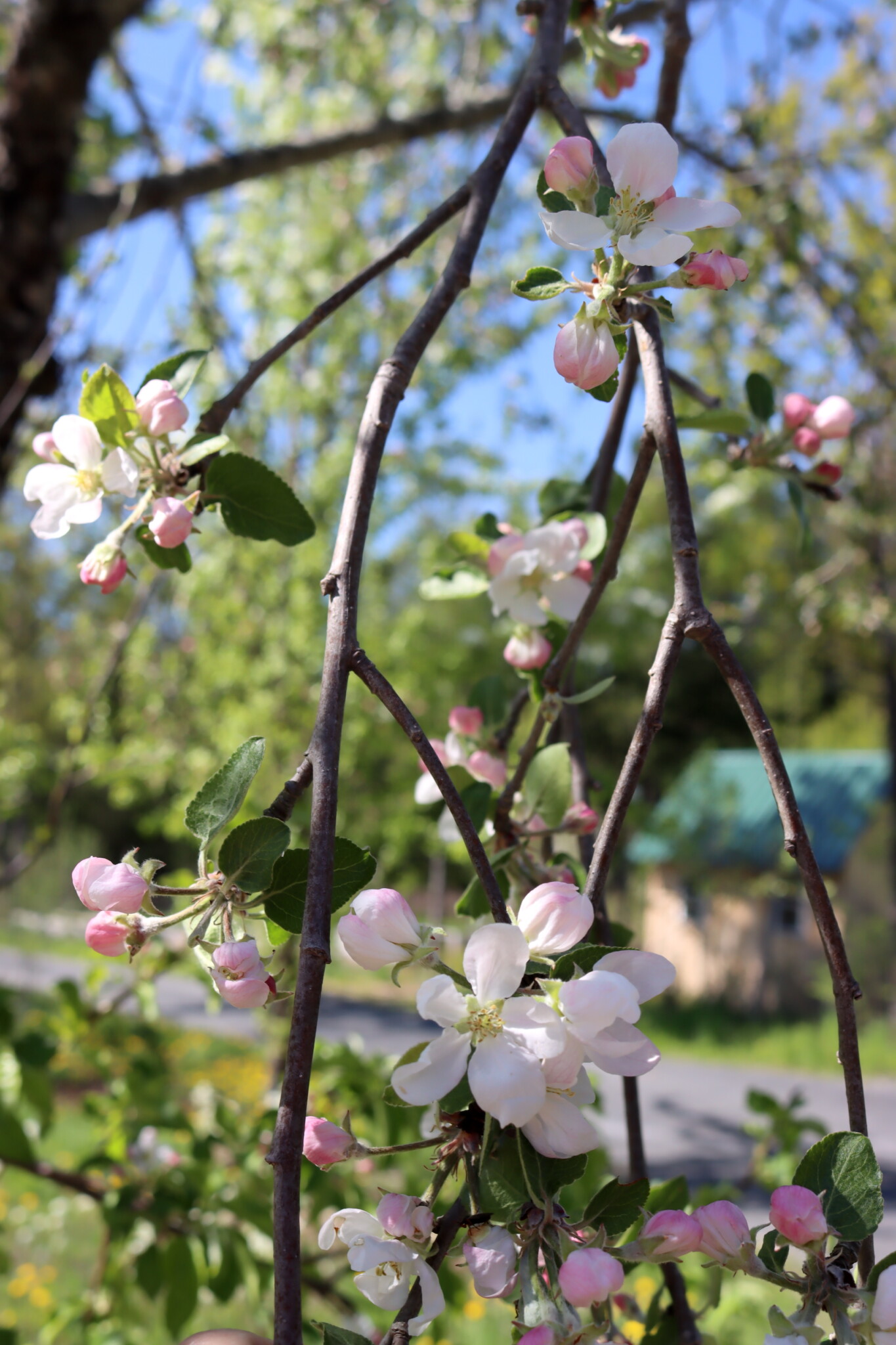 Yellow Transparent Apple Flowers