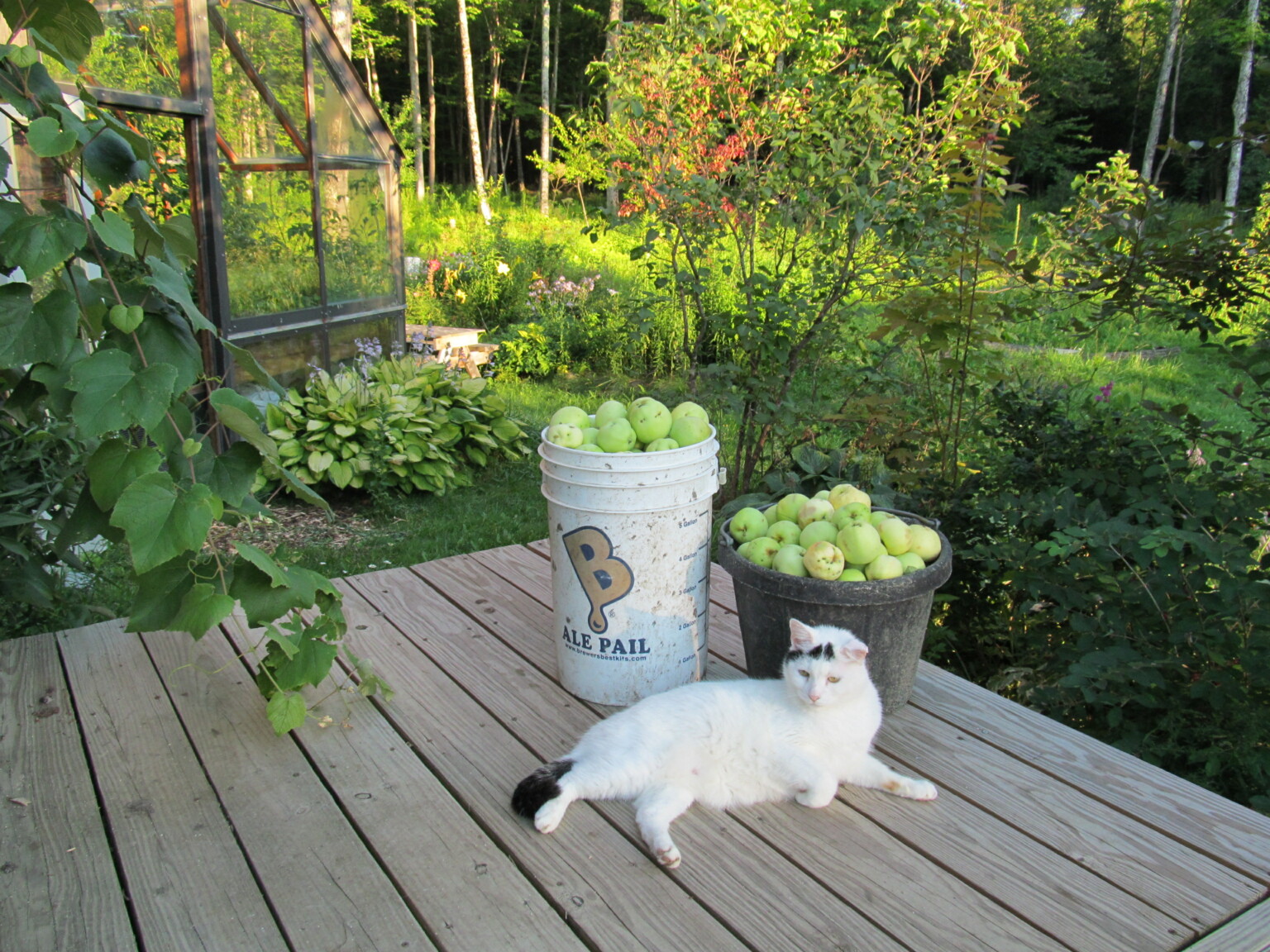 Yellow Transparent Harvest