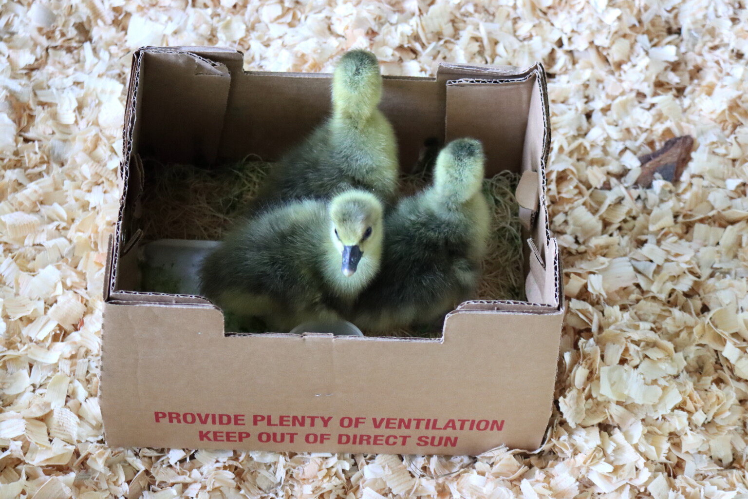 One Day Old toulouse geese delivered by mail order.