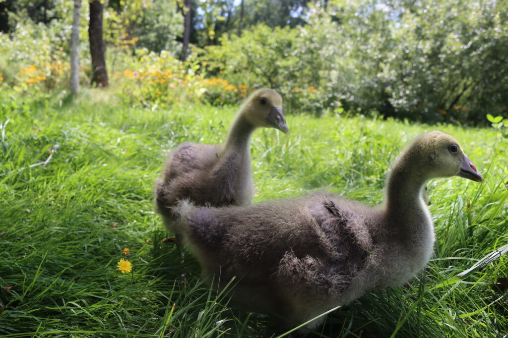 Our Toulouse geese at about 3 to 4 weeks old. They're already more than double their original size and starting to feather in.