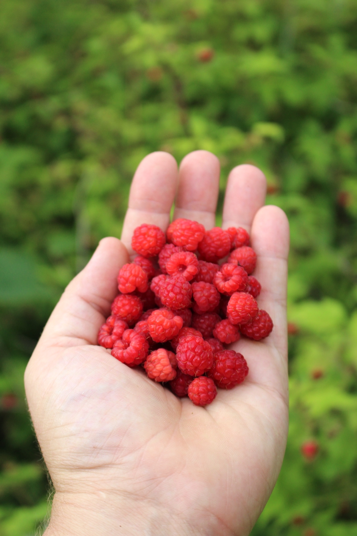 Foraging Wild Raspberries