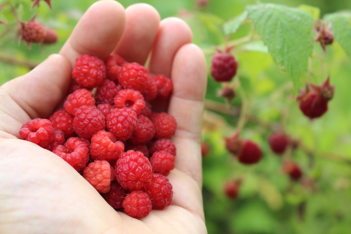 Wild Raspberry Fruit