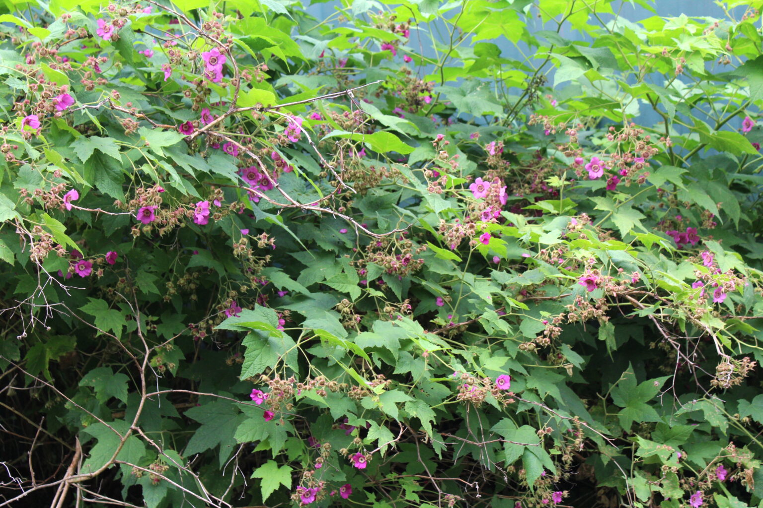 Thimbleberry in Bloom