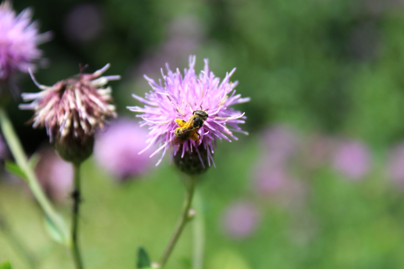 Canada Thistle Bee