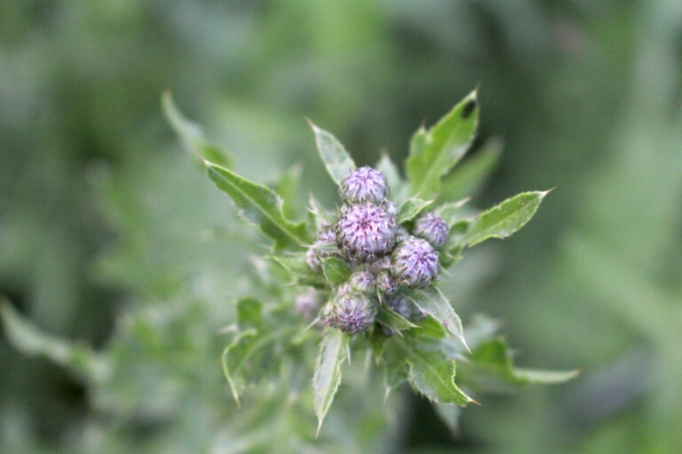 Foraging Canada Thistle (Cirsium arvense) — Practical Self Reliance