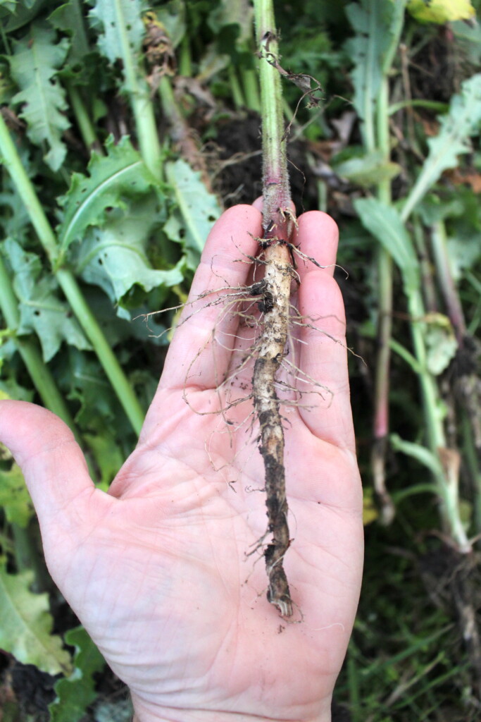 Canada Thistle Root