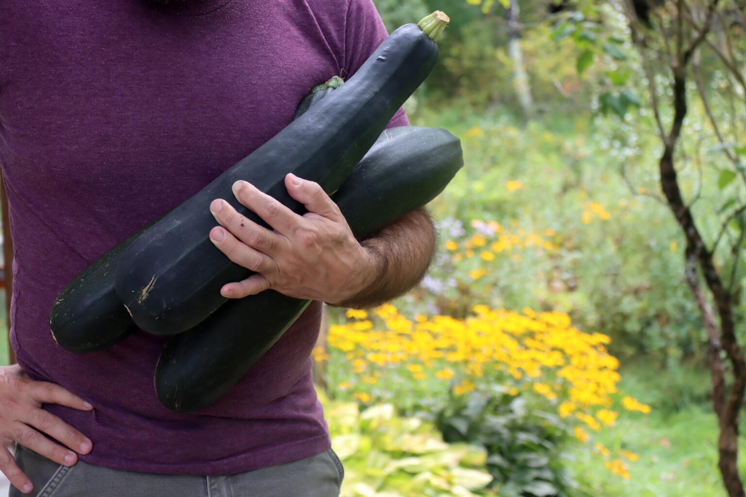 Extra Large Zucchini