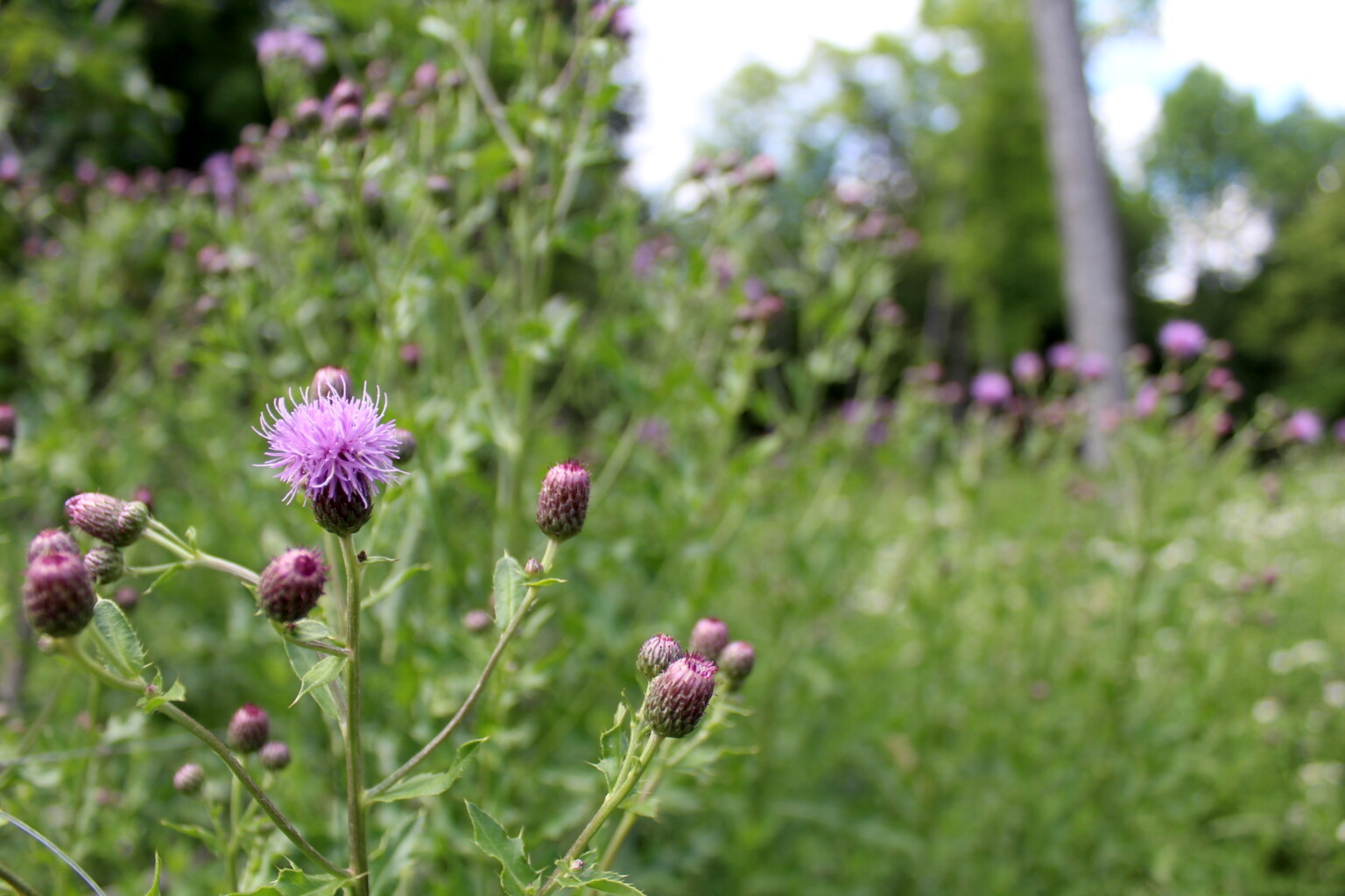 Foraging Canada Thistle