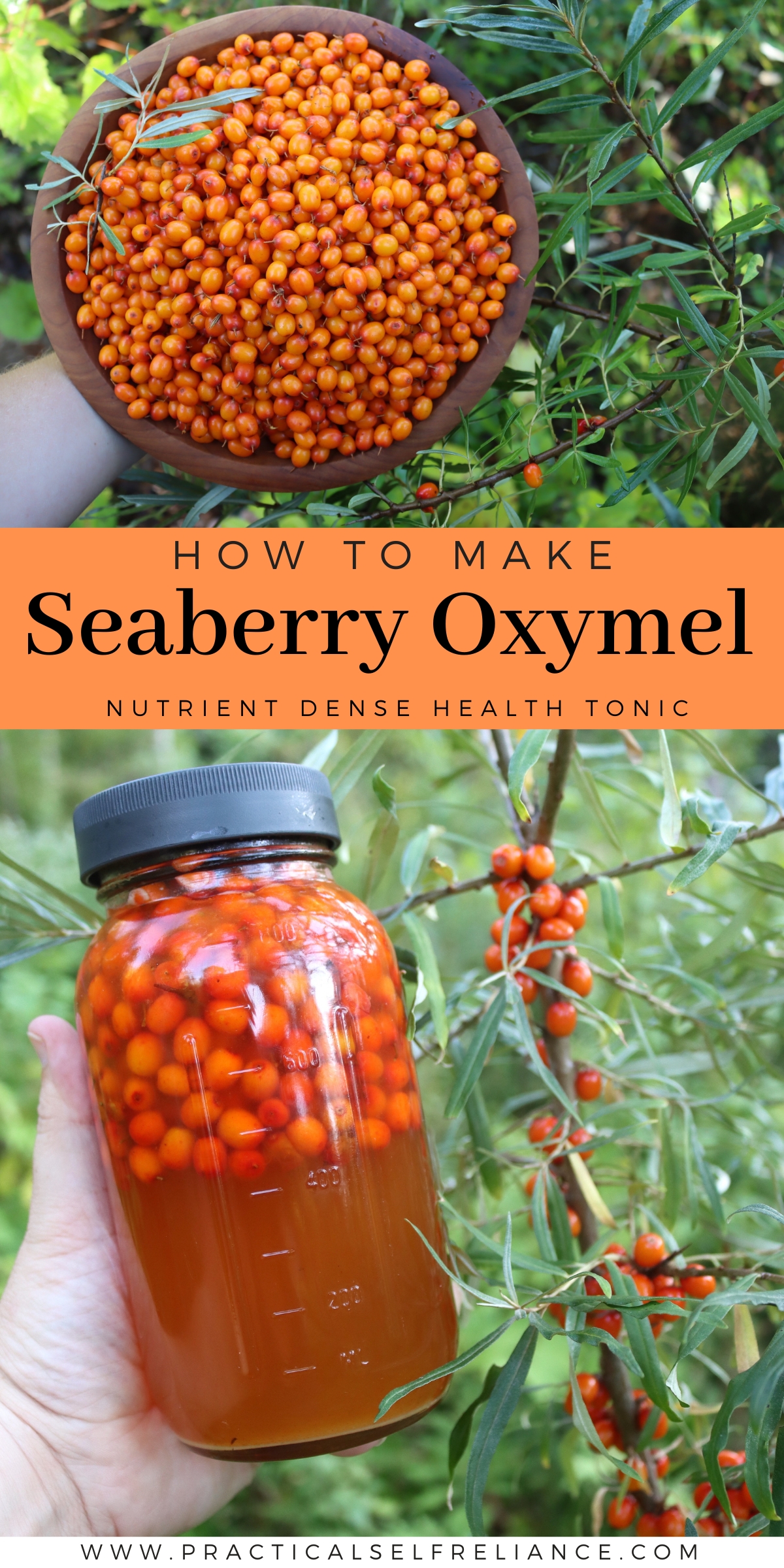 How to Make Seaberry Oxymel