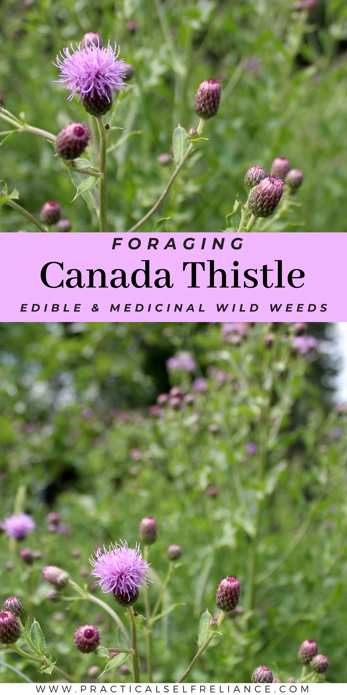 Identifying Canada Thistle