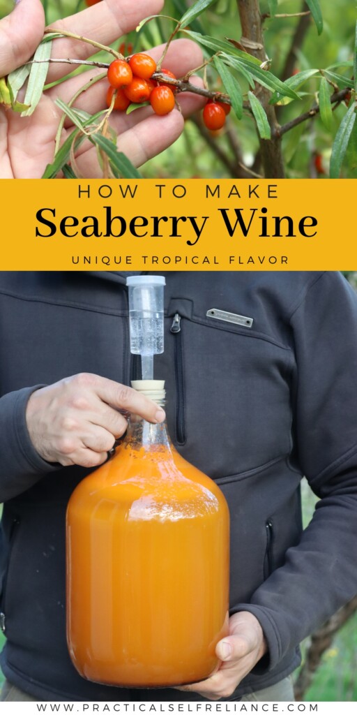 Sea Buckthorn Wine Recipe