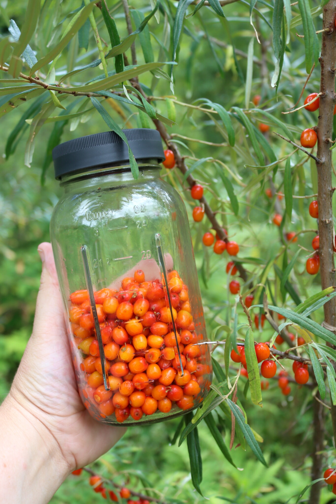 Seaberries for Oxymel