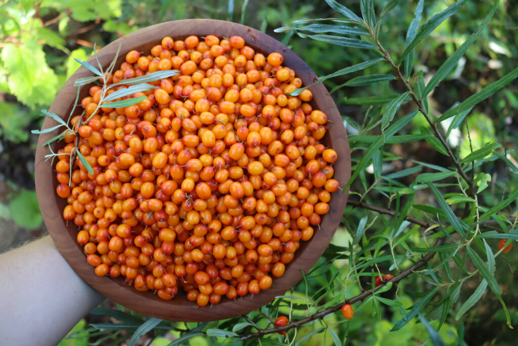 Seaberry Fruit